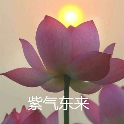 琴心落尘游戏下载